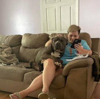 Wellington -  American Bully Dog for Adoption in Indianapolis, Indiana - Wellington | PetCurious