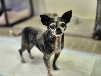 Rescue Chihuahua Dogs for Adoption in Metairie, Louisiana - Mary | PetCurious