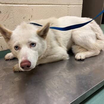 Mixed Breed Dogs Available for Adoption - May | PetCurious