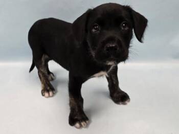 Orca -  Labrador Retriever and Mixed Breed Dog for Adoption in Minneapolis, Minnesota - Orca | PetCurious