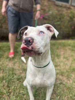 Rescue American Staffordshire Terrier Dogs for Adoption in Houston, Texas - Gale | PetCurious