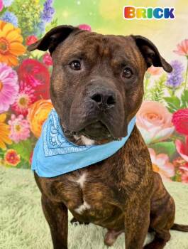 Mixed Breed Dogs Available for Adoption in Flint, Michigan - Brick | PetCurious