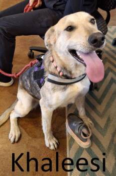 Shepherd and Husky Dogs Available for Adoption - Khaleesi | PetCurious