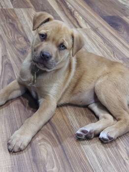 Pit Bull Terrier and Shar Pei Dogs Available for Adoption - Carmel Bear | PetCurious
