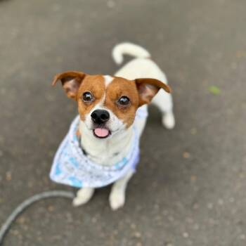 Tiny Tim -  Chihuahua and Mixed Breed Dog for Adoption in Newberg, Oregon - Tiny Tim | PetCurious
