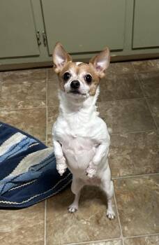 Chihuahua Dogs Available for Adoption - Lily | PetCurious