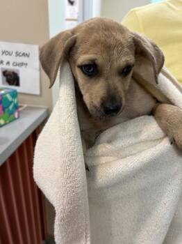 David -  Mixed Breed Dog for Adoption in Kansas City, Missouri - David | PetCurious