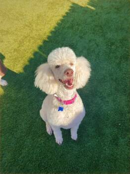 Poodle Dogs Available for Adoption - Annie Oakley | PetCurious