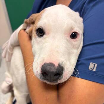 Igopogo -  Catahoula Leopard Dog and Pit Bull Terrier Dog for Adoption in Reno, Nevada - Igopogo | PetCurious