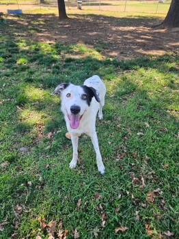 Rescue Cattle Dog Dogs for Adoption in Anderson, California - Dawson | PetCurious