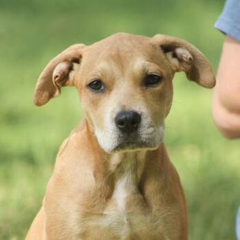 Paddle Board -  Labrador Retriever Dog for Adoption in Columbia, South Carolina - Paddle Board | PetCurious