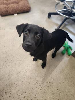 Labrador Retriever Dogs Available for Adoption in New Rochelle, New York - Slim Jim | PetCurious