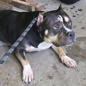 Alley -  Staffordshire Bull Terrier and Mixed Breed Dog for Adoption in Bristol, Indiana - Alley | PetCurious
