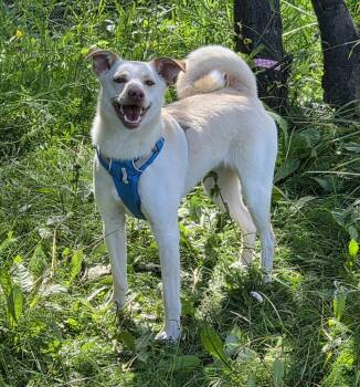 Willow -  Shiba Inu Dog for Adoption in Anchorage, Alaska - Willow | PetCurious