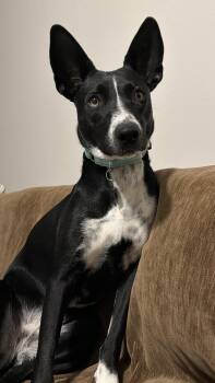 Border Collie and Terrier Dogs Available for Adoption in Ocean Township, New Jersey - Spooky- Big Ear Energy | PetCurious