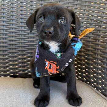 Pecan -  Yorkshire Terrier and Mixed Breed Dog for Adoption in Rock Hill, South Carolina - Pecan | PetCurious