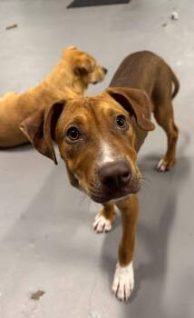 Rescue Terrier Dogs for Adoption in Penfield, New York - Clifford | PetCurious