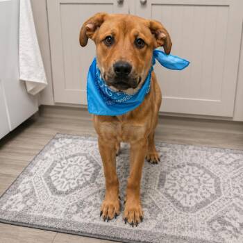Levi -  Labrador Retriever Dog for Adoption in Oak Point, Texas - Levi | PetCurious