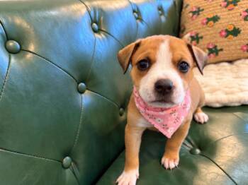 Sweet Caroline -  Beagle and Boxer Dog for Adoption in Friendswood, Texas - Sweet Caroline | PetCurious