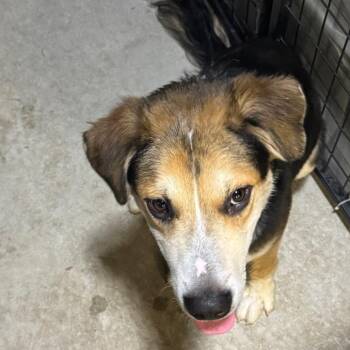 Arber -  Collie and None Dog for Adoption in Birmingham, Alabama - Arber | PetCurious
