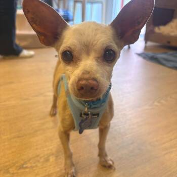 SPF 14384 -  Chihuahua Dog for Adoption in San Francisco, California - SPF 14384 | PetCurious