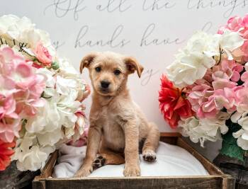 Poodle and Great Pyrenees Dogs Available for Adoption in Newberg, Oregon - Corndog | PetCurious