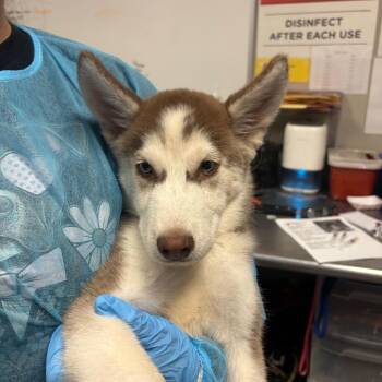 goose -  Husky Dog for Adoption in Yuma, Arizona - Goose | PetCurious