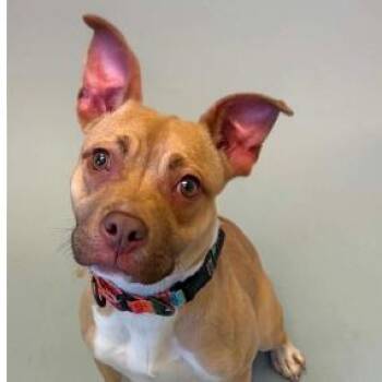 Sienna -  Pit Bull Terrier and Mixed Breed Dog for Adoption in Concord, North Carolina - Sienna | PetCurious