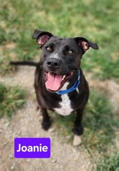 Joanie -  Staffordshire Bull Terrier and Mixed Breed Dog for Adoption in Clinton, Missouri - Joanie | PetCurious