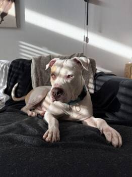 Bandit -  American Bulldog and American Staffordshire Terrier Dog for Adoption in Austin, Texas - Bandit | PetCurious