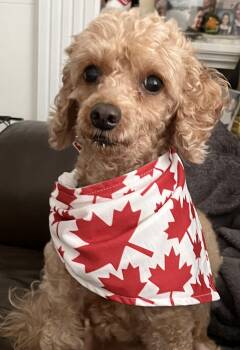 Coco -  Miniature Poodle Dog for Adoption in Toronto, Ontario - Coco | PetCurious