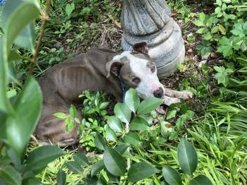 Pit Bull Terrier Dogs Available for Adoption in Dallas, Texas - BAJAN | PetCurious