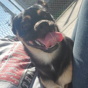 Stimpy -  Pug Dog for Adoption in Tama, Iowa - Stimpy | PetCurious