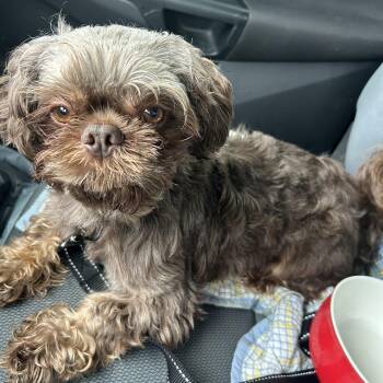 Prince -  Shih Tzu Dog for Adoption in Stafford, Virginia - Prince | PetCurious