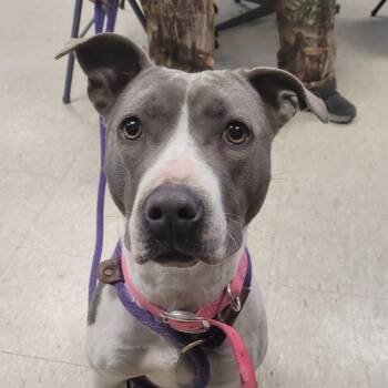 Mixed Breed Dogs Available for Adoption - Ella | PetCurious