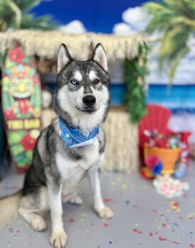 Alaska Haris -  Siberian Husky Dog for Adoption in Sumter, South Carolina - Alaska Haris | PetCurious