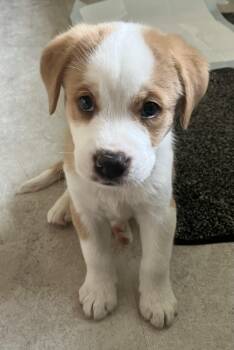 Cyrus -  Great Pyrenees Dog for Adoption in Plainfield, Illinois - Cyrus | PetCurious