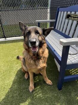 Zora -  Mixed Breed Dog for Adoption in Lafayette, Indiana - Zora | PetCurious