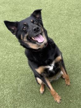 Rescue Australian Shepherd and Mixed Breed Dogs for Adoption in Fishers, Indiana - Harper | PetCurious