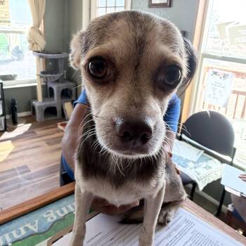 Snickers -  Chihuahua Dog for Adoption in Deming, New Mexico - Snickers | PetCurious