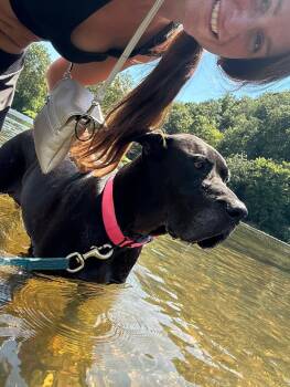 Maggie -  Great Dane Dog for Adoption in Fries, Virginia - Maggie | PetCurious