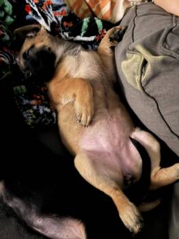 Shepherd Dogs Available for Adoption in Germantown, Ohio - Wheat Penny | PetCurious