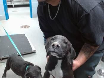 Labrador Retriever and Mixed Breed Dogs Available for Adoption in Albuquerque, New Mexico - YIN | PetCurious