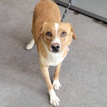Mixed Breed Dogs Available for Adoption in Las Cruces, New Mexico - 106270 | PetCurious