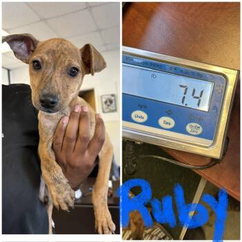 Rescue Rat Terrier and Chihuahua Dogs for Adoption - Ruby | PetCurious