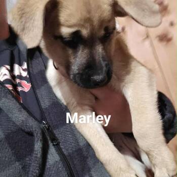 Rescue Mixed Breed Dogs for Adoption in Tomah, Wisconsin - Marley | PetCurious