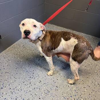 Pit Bull Terrier Dogs Available for Adoption in Tuscaloosa, Alabama - TUSC-Stray-84088 | PetCurious