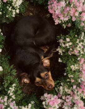 Chiweenie Dogs Available for Adoption in San Antonio, Texas - Kiki | PetCurious