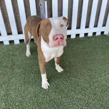 A613831 -  Pit Bull Terrier and Mixed Breed Dog for Adoption in Modesto, California - A613831 | PetCurious