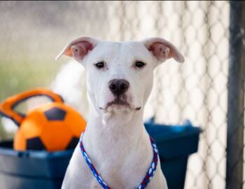 Rescue Pit Bull Terrier and Labrador Retriever Dogs for Adoption in Twentynine Palms, California - Gia | PetCurious